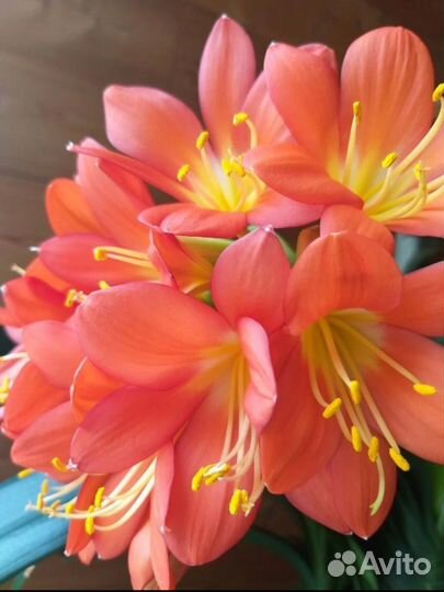 Кливия киноварная