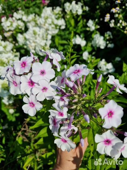 Флоксы метельчатые, эхинацея пурпурная, хризантемы