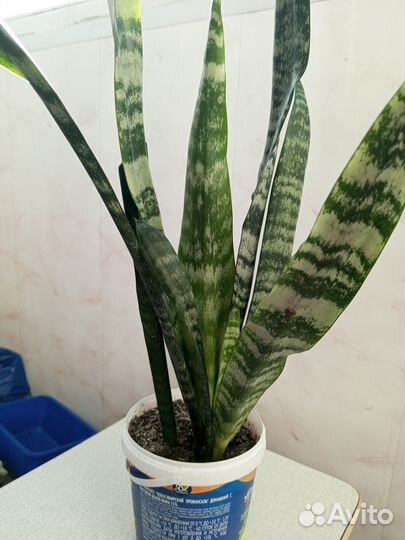 Сансевьерия