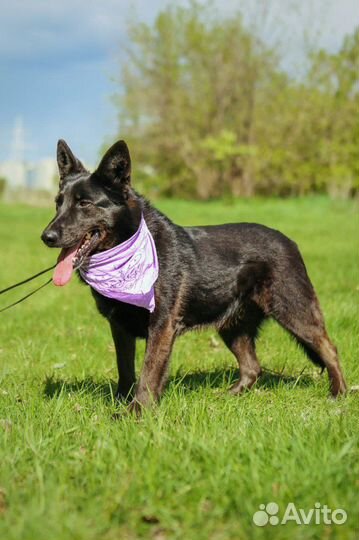 Метис овчарки из приюта ищет семью