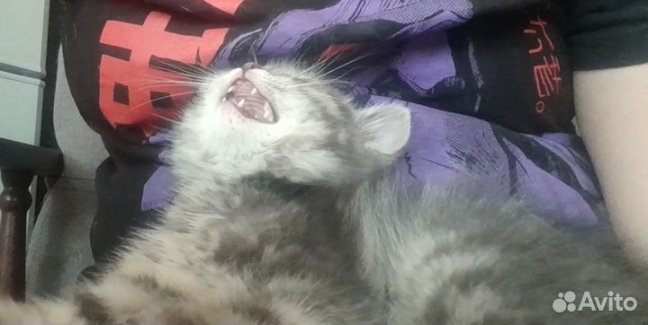 Котёнок британец метис