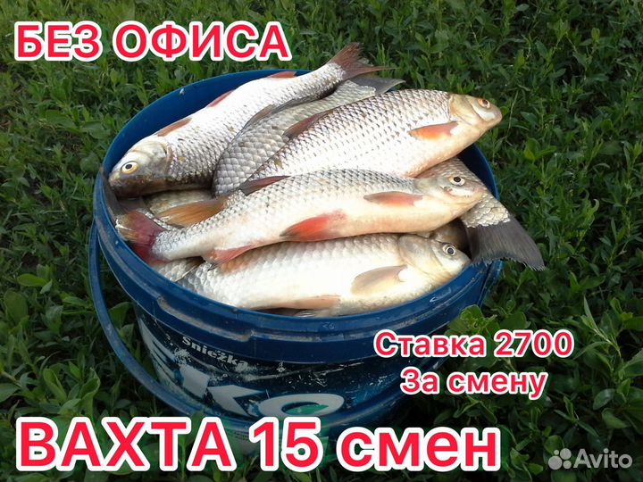 Работа вахта жилье и питание 15 смен сборщик рыбки