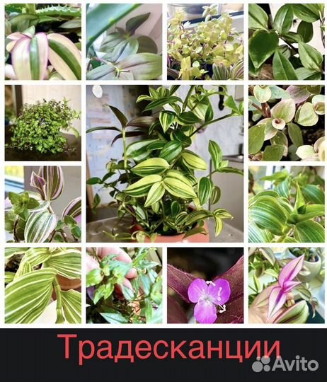 Комнатные цветы