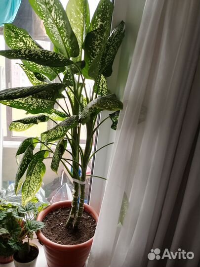 Диффенбахия