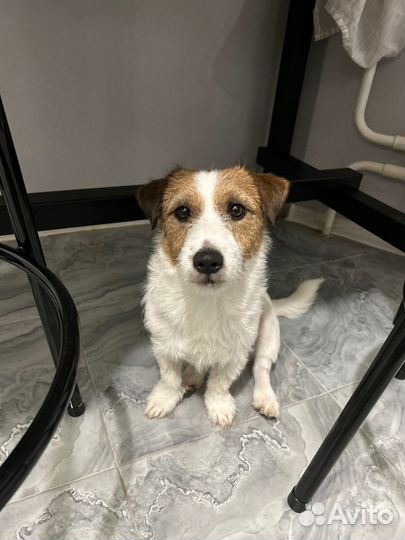 Вязка кобель джек рассел