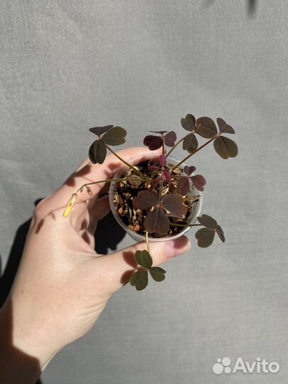 Оксалис crazy plum