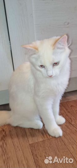 Котёнок похож на ангорскую кошку