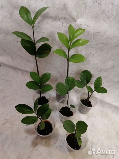 Замиокулькас