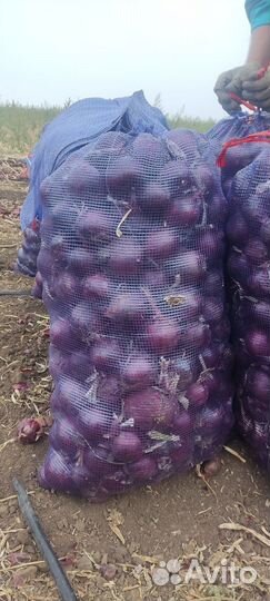 Лук фиолетовый Чёрный принц