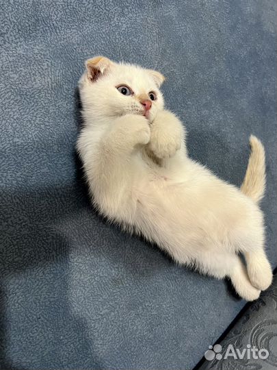 Вислоухий котенок