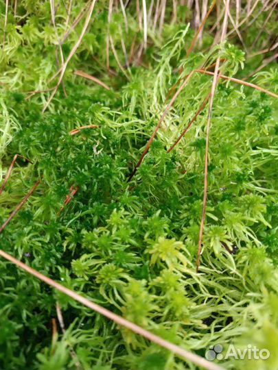 Мох сфагнум живой влажный сухой продам