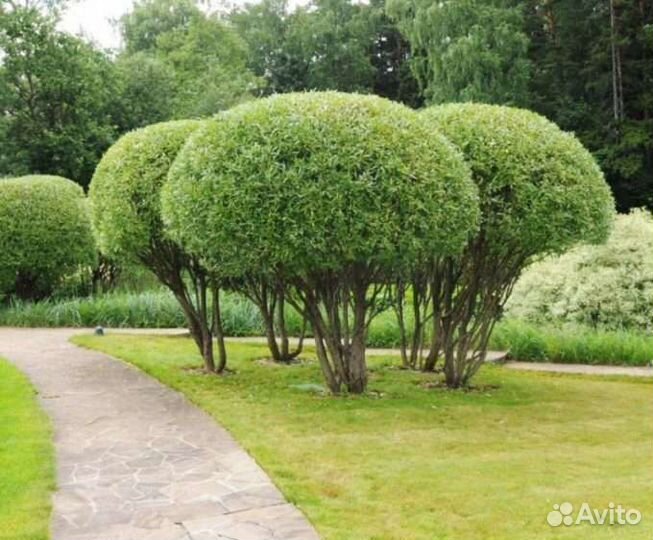 Шаровидная ива