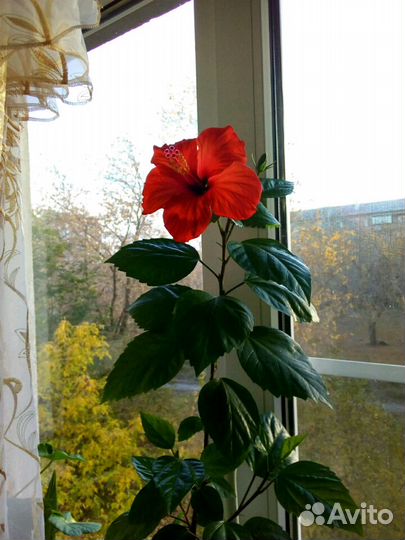 Комнатные растения