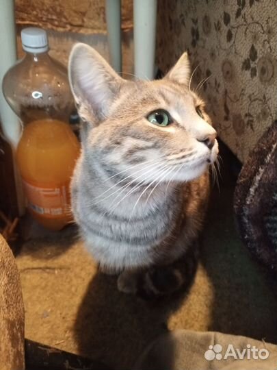 Кот