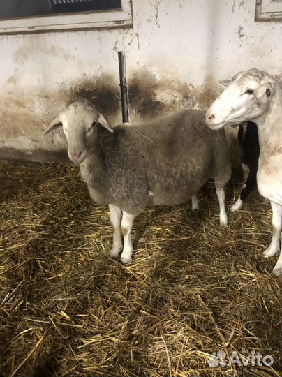 Баран дорпер 87,5%