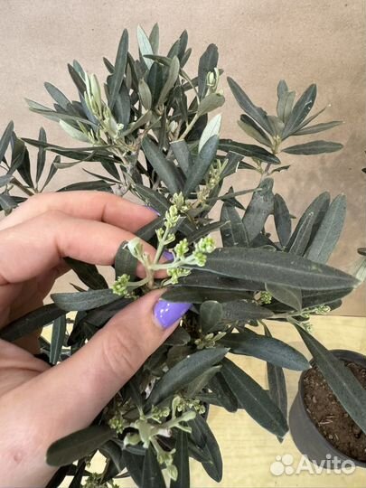 Оливковое дерево