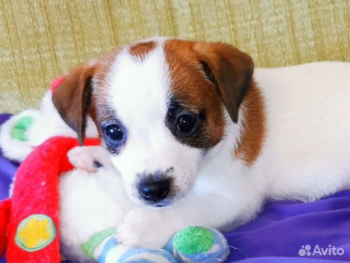 Джек Рассел терьер