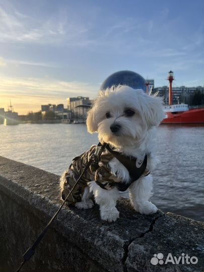 Вязка мальтийская болонка кобель мальтезе