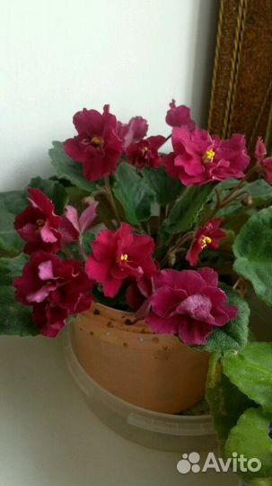 Фиалка сортовая Бой быков