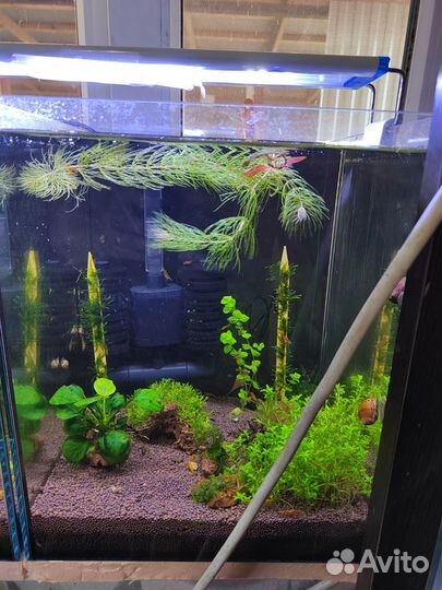 Аквариум