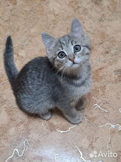 Котенок мальчик 2 месяца