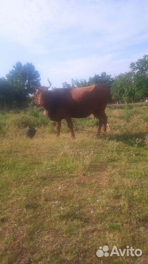Корова с телëнок бычок
