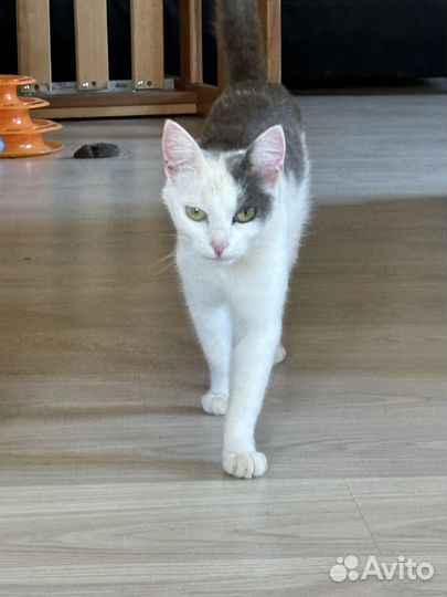 Зеленоглазая киска