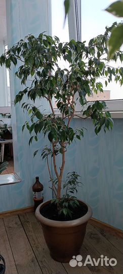 Фикус бенджамина