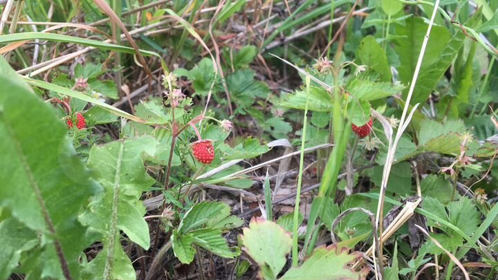 Участок 12,2 сот. (ИЖС)