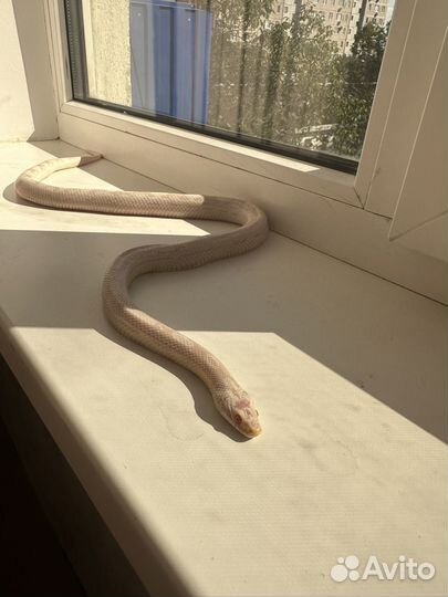 Маисовый полоз