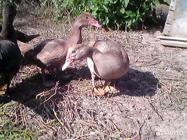 Молодые селезни