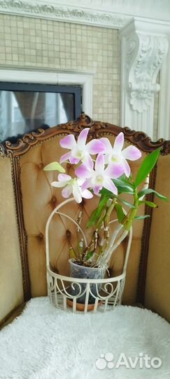 Дендробиум цветущий