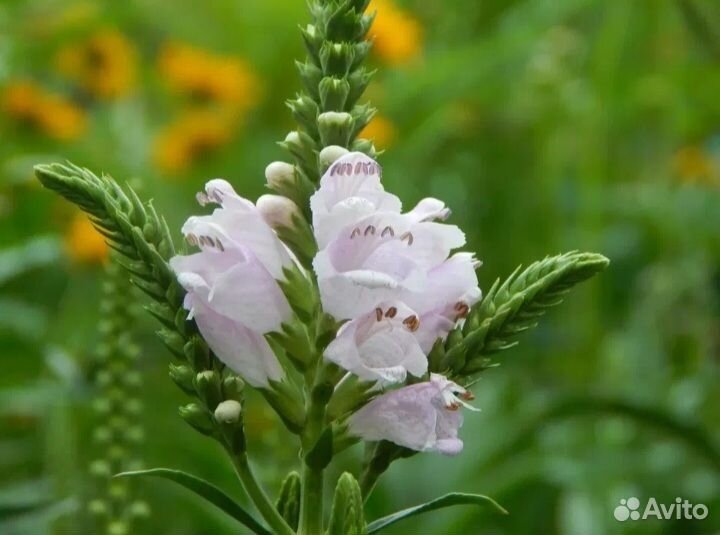 Молочай кипарисовый