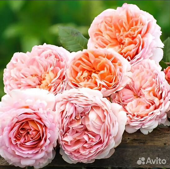 Роза шраб Абрахам Дерби 4 л