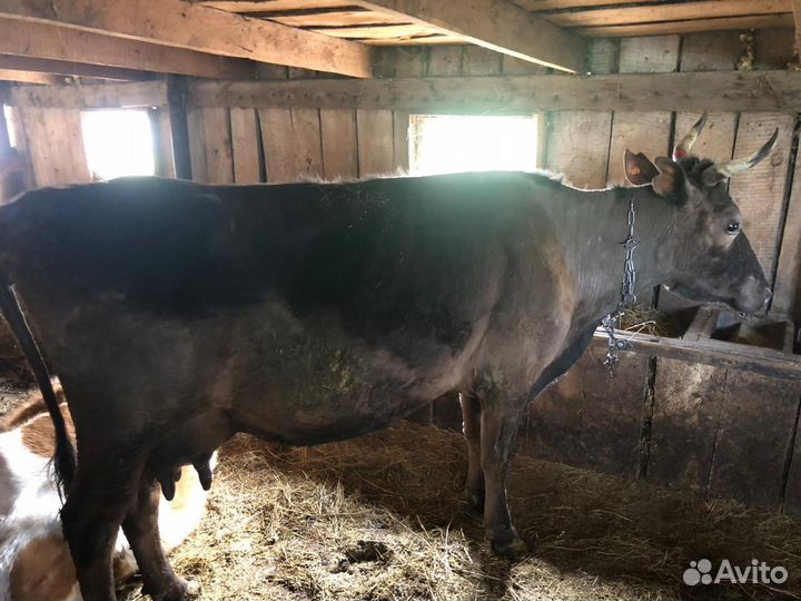 Высокоудойные коровы