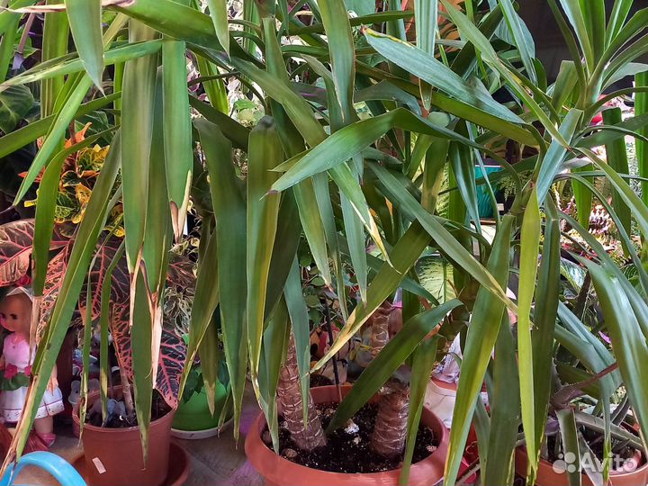 Домашние цветы 5