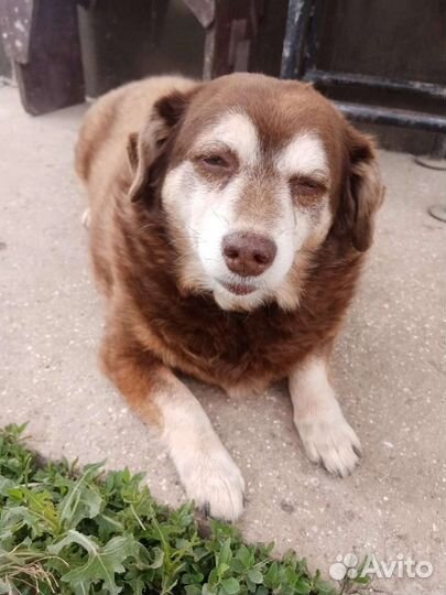 Собака в добрые руки