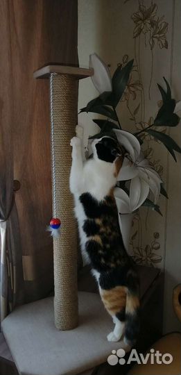 Высокие Когтеточки для обычных и крупных пород