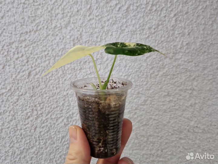 Алоказия фрайдек вариегатная