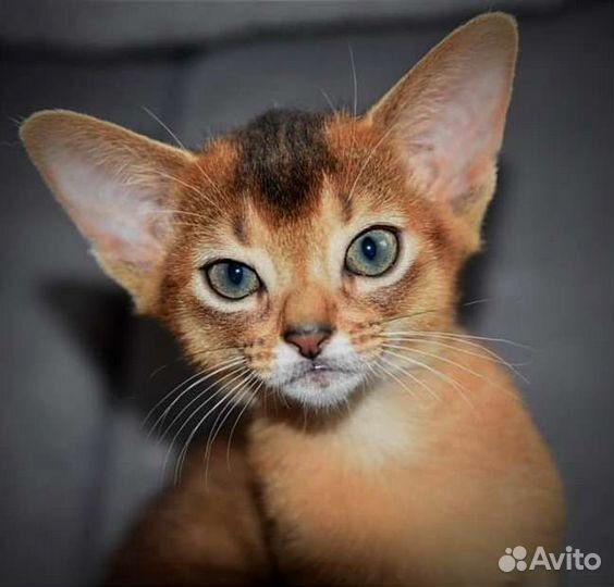 Абиссинские котята