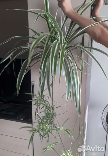 Хлорофитум