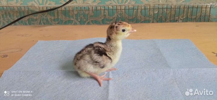 Инкубационое яйцо индюков