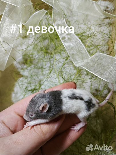 Декоративные крыски дамбо