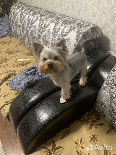 Йоркширский терьер мальчик вязка