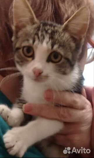 Котëнок в добрые руки
