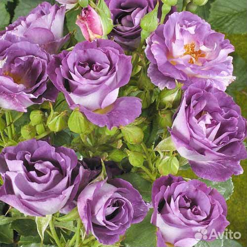 Роза Блю фо ю/ Blue for you двухлетние саженцы