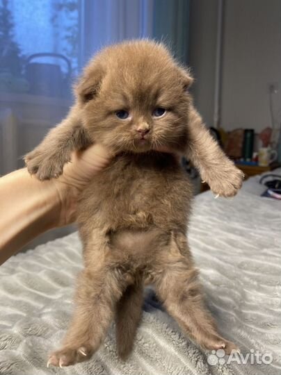 Циннамон Британский котенок кошка