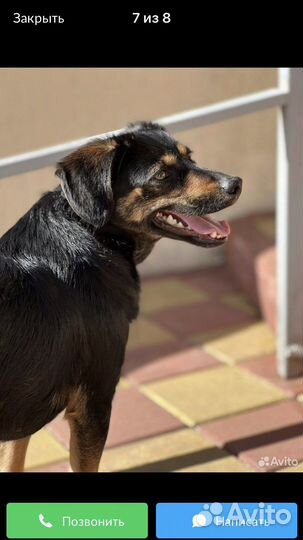 Собака в добрые руки отдам бесплатно