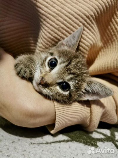 Котоняня, зооняня, кэтситтер, передержка