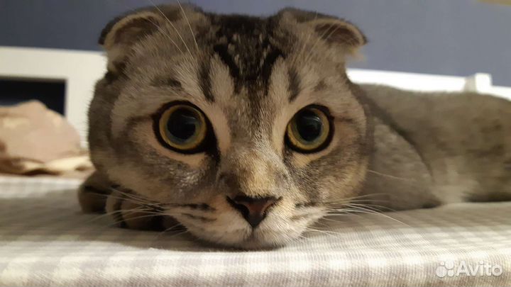 Шотландский вислоухий кот на вязку